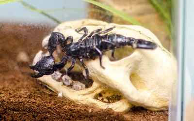 $Scorpion Left.webp