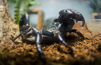 $Scorpion Right.webp $Scorpion Right.webp