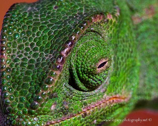 $Chameleon eye close-up - 2.webp $Chameleon eye close-up - 2.webp