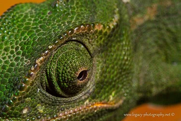 $Chameleon eye close-up.webp $Chameleon eye close-up.webp