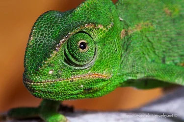 $Chameleon face close-up.webp $Chameleon face close-up.webp