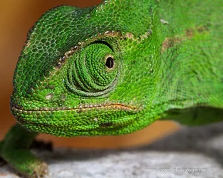 $Chameleon face-eye close-up - 2.webp $Chameleon face-eye close-up - 2.webp