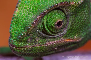 $Chameleon face-eye close-up.webp $Chameleon face-eye close-up.webp