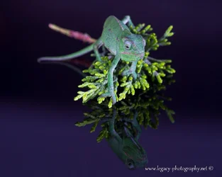 $Chameleon on leaf on glossy black surface - 2.webp $Chameleon on leaf on glossy black surface - 2.webp