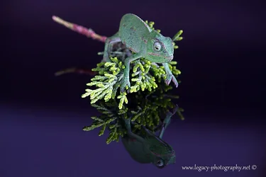 $Chameleon on leaf on glossy black surface.webp $Chameleon on leaf on glossy black surface.webp