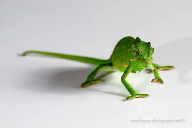$Chameleon on white surface - 2.webp $Chameleon on white surface - 2.webp