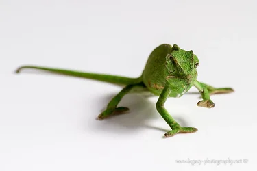 $Chameleon on white surface.webp $Chameleon on white surface.webp