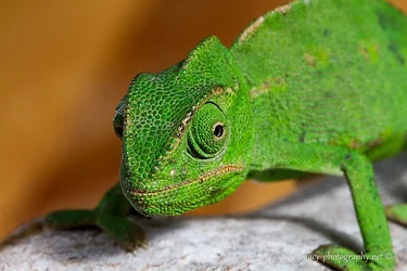 $Chameleon  close-up.webp