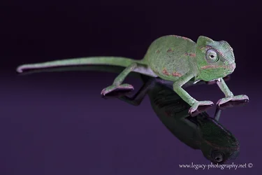 $Chameleon on glossy black surface.webp $Chameleon on glossy black surface.webp