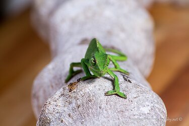 $Chameleon on log - head-on.jpg