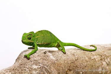 $Chameleon on log - white background.jpg