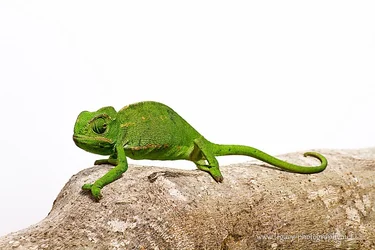 $Chameleon on log - white background.webp $Chameleon on log - white background.webp