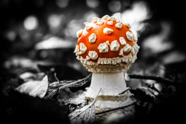 $Shroom.webp