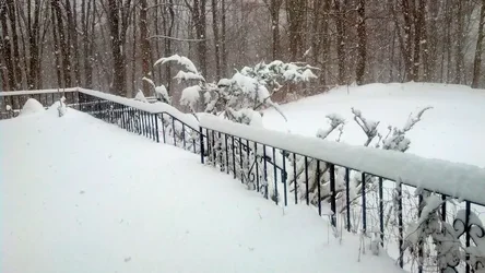 $Snowy back yard.webp $Snowy back yard.webp