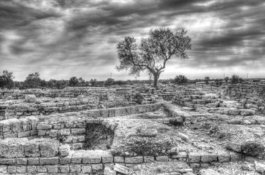 $Caesarea - Tree in the Ruins - B-W - small.webp