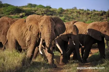 $elephant road.webp