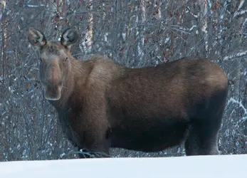 $moose-1-5.webp