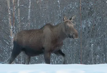 $moose-1-8.webp