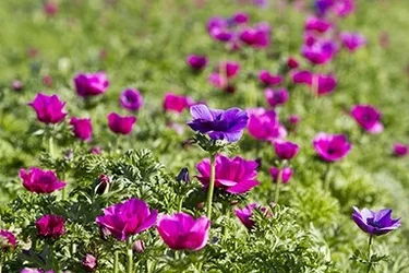 $unknown flower.webp