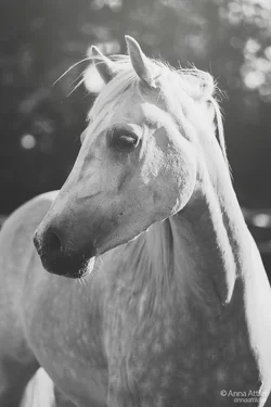 $horse2.webp $horse2.webp
