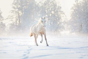 $horse5.webp $horse5.webp