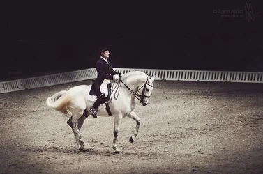 $horse6.webp $horse6.webp