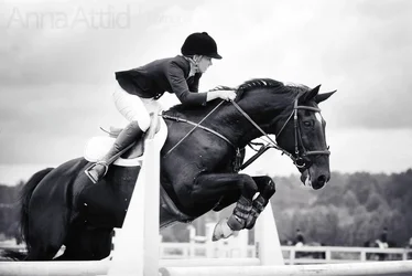 $horse7.webp $horse7.webp