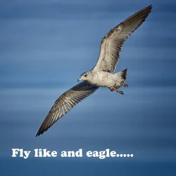 $Eagle meme.webp $Eagle meme.webp