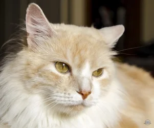 $Gizmo.webp $Gizmo.webp