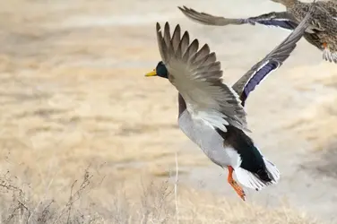 $Mallard Flight.webp