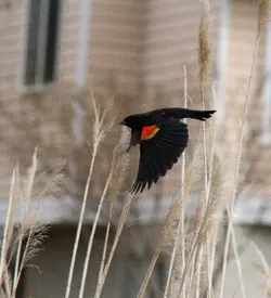 $Red Wing Black Bird.webp
