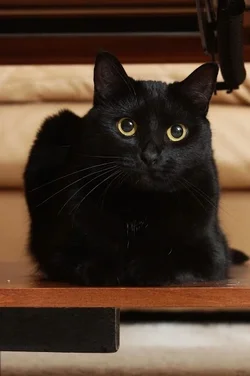 $2010-7-2+Cats-6817.webp