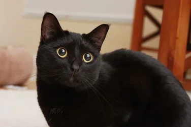 $2010-7-2+Cats-6821.webp