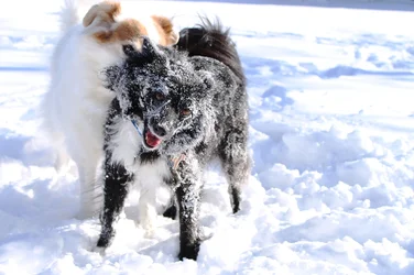 $Snow-Dogs-02.webp