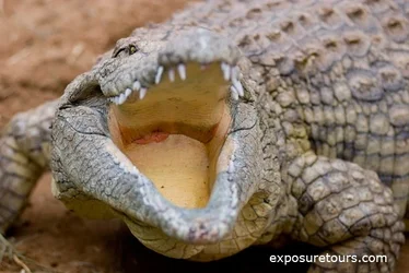 $crocodile_swm.webp
