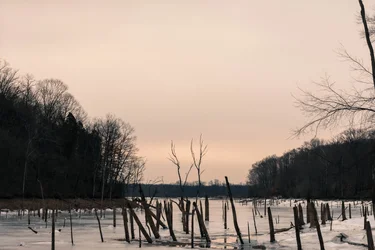 $Underwater Winter Forest.webp