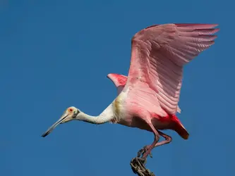 $p399919749-5.webp