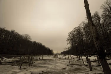 $Underwater Winter Forest 2.webp