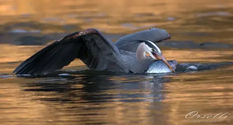 $heron1.webp