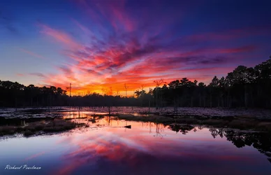 $Swamp Sunset v2 cropped Web.webp
