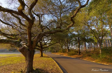$Road of Trees Merged Web.webp