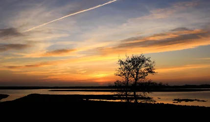 $Lonely Tree.webp