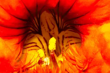 $Flower 02small.webp