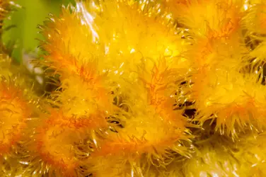 $Flower 04small.webp