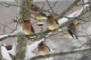 $birds_004.webp