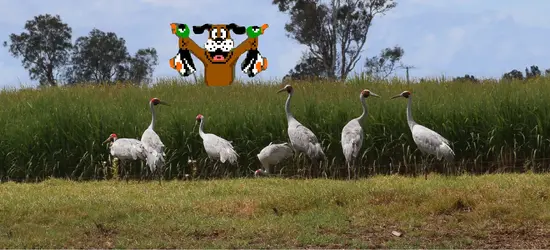 $Ducks.webp