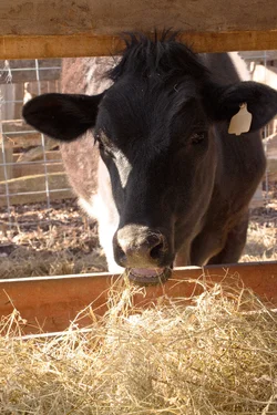 $BlackCow_1.webp