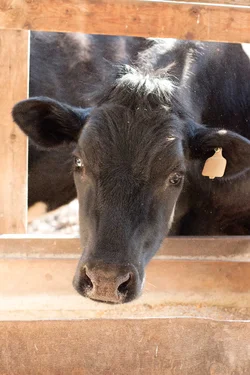 $BlackCow_3.webp
