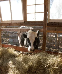 $BlackWhiteCow_1.webp