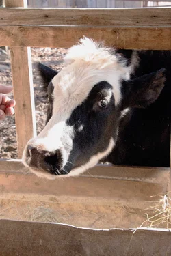 $BlackWhiteCow_2.webp
